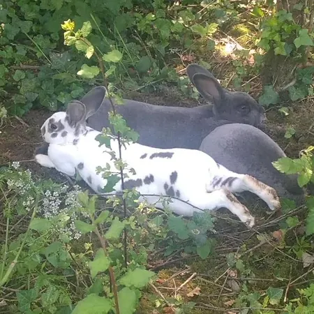 La Faerie - A La Campagne - 18 Personnes 別荘