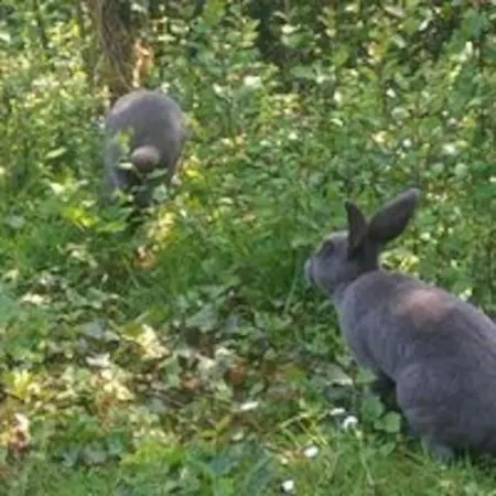 Casa vacanze La Faerie - A La Campagne - 18 Personnes Grand-Landes