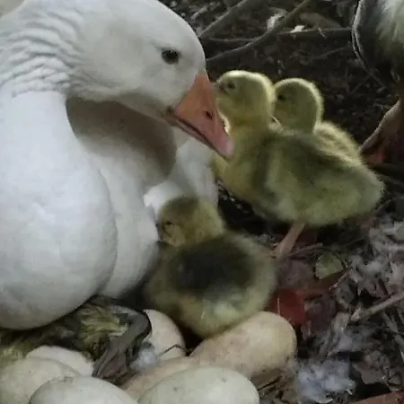 La Faerie - A La Campagne - 18 Personnes