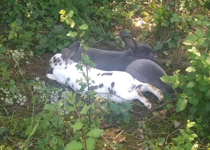 La Faerie - A La Campagne - 18 Personnes Ferienhaus