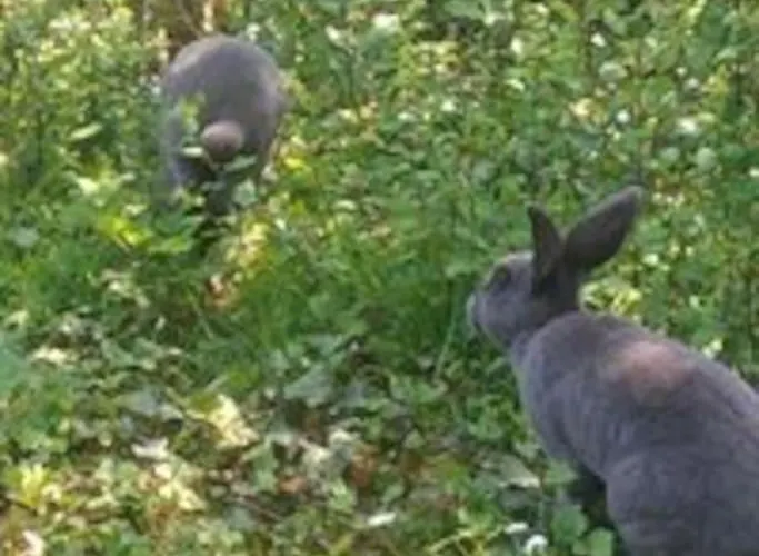 Ferienhaus La Faerie - A La Campagne - 18 Personnes Grand-Landes