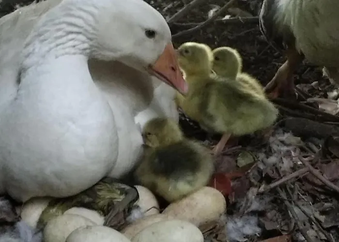 La Faerie - A La Campagne - 18 Personnes